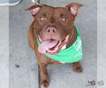 Small Labrador Retriever-Retriever Mix