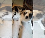 Small #1 Australian Shepherd