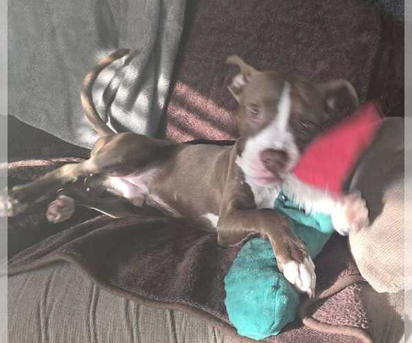 Medium Photo #2 Boxer-Unknown Mix Puppy For Sale in Plainfield, IL, USA