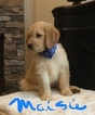 Small Photo #9 Goldendoodle Puppy For Sale in EAST ELLIJAY, GA, USA