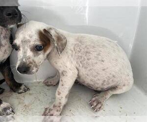 Chihuahua-Unknown Mix Dogs for adoption in Houston, TX, USA