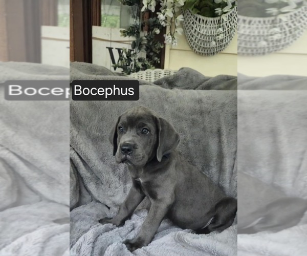 Medium Photo #4 Cane Corso Puppy For Sale in MINERAL WELLS, WV, USA