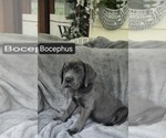 Small #3 Cane Corso