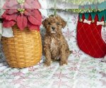 Puppy Aidan Poodle (Miniature)