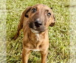 Small Chihuahua-Plott Hound Mix