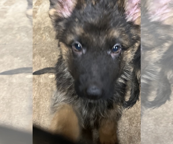 Medium Photo #6 German Shepherd Dog Puppy For Sale in HOUSTON, TX, USA