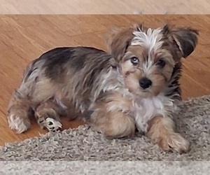 YorkiePoo Puppy for sale in CRYSTAL LAKE, IL, USA