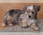 Small YorkiePoo