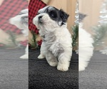 Small #6 Havanese