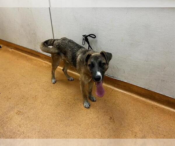 Medium Photo #1 German Shepherd Dog-Unknown Mix Puppy For Sale in Martinez, CA, USA