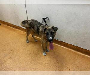 German Shepherd Dog-Unknown Mix Dogs for adoption in Martinez, CA, USA