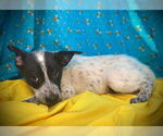 Small #2 Mutt