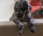 Small Photo #4 Labradoodle Puppy For Sale in SAN ANTONIO, TX, USA