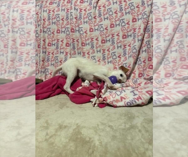 Medium Photo #3 Chi-Poo (Toy) Puppy For Sale in Mukwonago, WI, USA