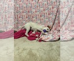 Small #2 Chi-Poo (Toy)