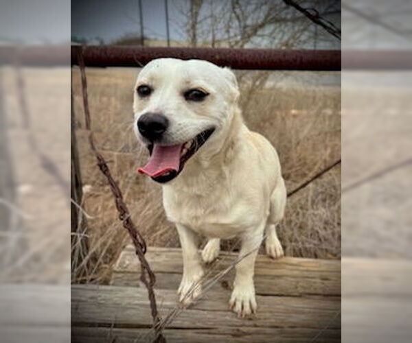 Medium Photo #2 Chihuahua-Unknown Mix Puppy For Sale in Pleasanton, TX, USA