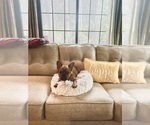 Small #4 French Bulldog