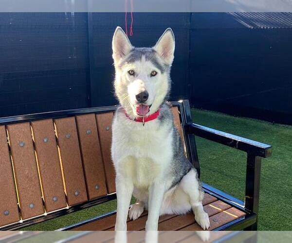 Medium Photo #1 Siberian Husky Puppy For Sale in Orange, CA, USA