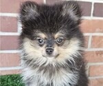 Image preview for Ad Listing. Nickname: Milo