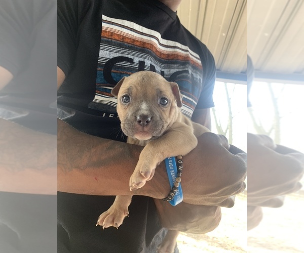 Medium Photo #5 American Bully-American Pit Bull Terrier Mix Puppy For Sale in CLEBURNE, TX, USA