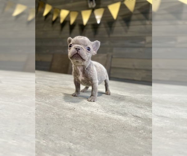 Medium Photo #2 French Bulldog Puppy For Sale in EASTVALE, CA, USA