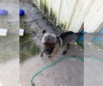 Small #4 Pug Mix