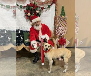 Labrador Retriever-Unknown Mix Dogs for adoption in Monticello, MS, USA