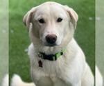 Small #3 Labrador Retriever Mix