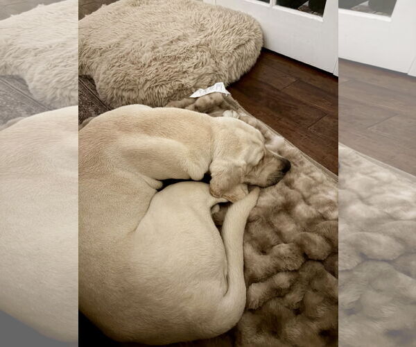 Medium Photo #7 Labrador Retriever-Unknown Mix Puppy For Sale in San Diego, CA, USA