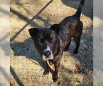 PAPA - Male American Pit Bull Terrier-Unknown Mix Dog for Adoption - Small photo