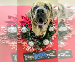 Mastiff-Unknown Mix Dogs for adoption in Rockaway, NJ, USA