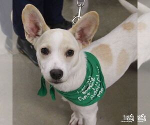 Labrador Retriever-Unknown Mix Dogs for adoption in Washington, DC, USA