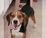 Small #6 Beagle