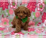 Small #2 Cavapoo