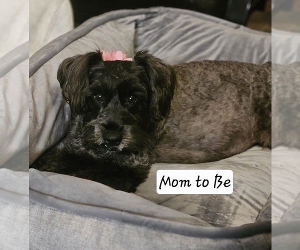 Medium Photo #1 Schnauzer (Miniature) Puppy For Sale in CHESAPEAKE, VA, USA