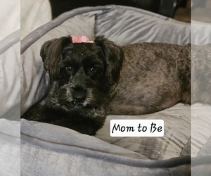 Mother of the Schnauzer (Miniature) puppies born on 12/07/2025