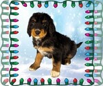 Puppy Jack Frost Bernedoodle