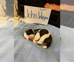 Small Photo #7 Saint Bernard Puppy For Sale in OKEANA, OH, USA