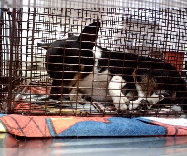 Medium Photo #1 Mutt Puppy For Sale in Martinez, CA, USA