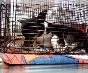 Mutt Dogs for adoption in Martinez, CA, USA