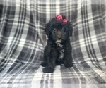 Small #5 Aussiedoodle Miniature 