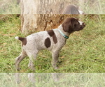Small Photo #2 German Shorthaired Pointer-German Wirehaired Pointer Mix Puppy For Sale in FREDERICKSBURG, TX, USA