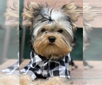 Image preview for Ad Listing. Nickname: Lolito