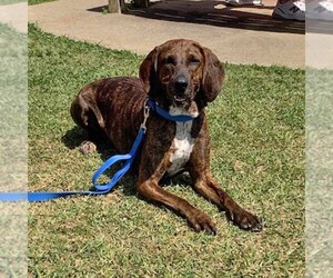 Dobby - Male Plott Hound-Unknown Mix Dog for Adoption - Photo #4