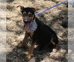 Small Photo #1 Mutt Puppy For Sale in Bandera, TX, USA