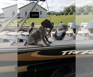 German Shorthaired Pointer Puppy for sale in RAGERSVILLE, OH, USA