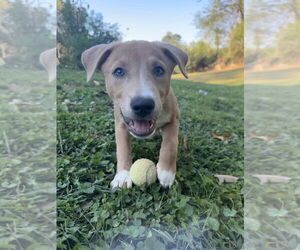 Mutt Dogs for adoption in Candler, NC, USA