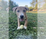 Small Mutt
