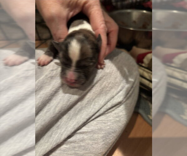 Medium Photo #4 Boxer Puppy For Sale in Austin, TX, USA