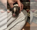 Small Photo #4 Boxer Puppy For Sale in Austin, TX, USA